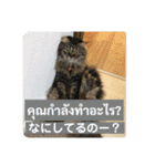 ねこの気持ち5 5 5（個別スタンプ：16）