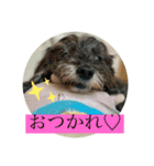 ここあとちょこ（個別スタンプ：3）