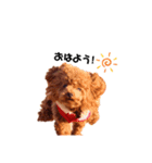 愛犬くうちゃんのスタンプ（個別スタンプ：1）