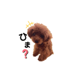 愛犬くうちゃんのスタンプ（個別スタンプ：3）