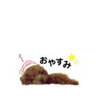 愛犬くうちゃんのスタンプ（個別スタンプ：5）