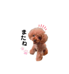 愛犬くうちゃんのスタンプ（個別スタンプ：6）