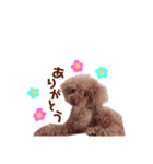 愛犬くうちゃんのスタンプ（個別スタンプ：7）