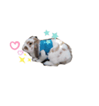 うさぎのラピスくん（個別スタンプ：8）