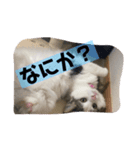 ちょーなん家エマたん（個別スタンプ：1）