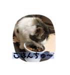 ちょーなん家エマたん（個別スタンプ：2）