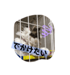 ちょーなん家エマたん（個別スタンプ：3）