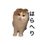 有岡家の猫（個別スタンプ：5）