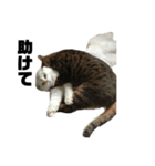 有岡家の猫（個別スタンプ：8）