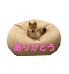 ひなふく（個別スタンプ：4）