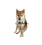ひなふく（個別スタンプ：5）