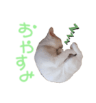 ふじくんの日常（個別スタンプ：2）
