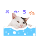 ふじくんの日常（個別スタンプ：5）
