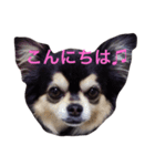 小太りのチワワ はな（個別スタンプ：1）