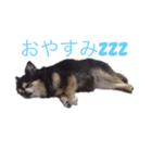 小太りのチワワ はな（個別スタンプ：2）