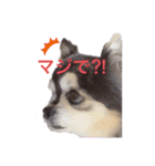 小太りのチワワ はな（個別スタンプ：3）
