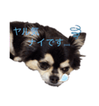 小太りのチワワ はな（個別スタンプ：5）