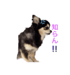 小太りのチワワ はな（個別スタンプ：7）