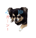 小太りのチワワ はな（個別スタンプ：8）