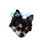 小太りのチワワ はな（個別スタンプ：9）