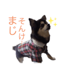 小太りのチワワ はな（個別スタンプ：11）