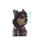 小太りのチワワ はな（個別スタンプ：12）