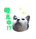 にゃんこ にゅー らいふ 2.2（個別スタンプ：2）