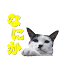 にゃんこ にゅー らいふ 2.2（個別スタンプ：5）