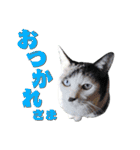 にゃんこ にゅー らいふ 2.2（個別スタンプ：6）