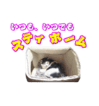 にゃんこ にゅー らいふ 2.2（個別スタンプ：8）