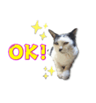 にゃんこ にゅー らいふ 2.2（個別スタンプ：11）