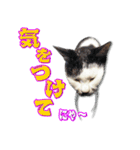 にゃんこ にゅー らいふ 2.2（個別スタンプ：13）
