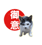 にゃんこ にゅー らいふ 2.2（個別スタンプ：16）