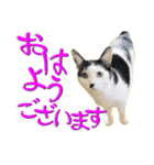 にゃんこ にゅー らいふ 2.2（個別スタンプ：19）