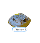 可愛いヤモリーズ編集（個別スタンプ：1）