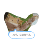 可愛いヤモリーズ編集（個別スタンプ：7）