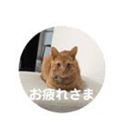 うたまろスタンプ①挨拶編（個別スタンプ：12）
