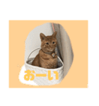 うたまろスタンプ①挨拶編（個別スタンプ：20）