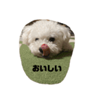 ぼくの名前は、ぽむ。（個別スタンプ：33）