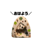ぼくの名前は、ぽむ。（個別スタンプ：35）