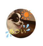 チワワのラッキー2♪（個別スタンプ：2）