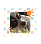 チワワのラッキー2♪（個別スタンプ：7）