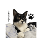 それがしの猫2（個別スタンプ：1）