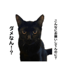 それがしの猫2（個別スタンプ：3）