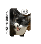それがしの猫2（個別スタンプ：4）