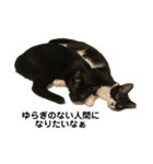 それがしの猫2（個別スタンプ：5）