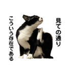 それがしの猫2（個別スタンプ：7）