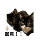 それがしの猫2（個別スタンプ：8）