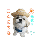 シーズーマックン（個別スタンプ：2）