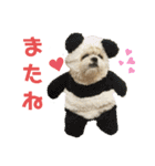 シーズーマックン（個別スタンプ：3）